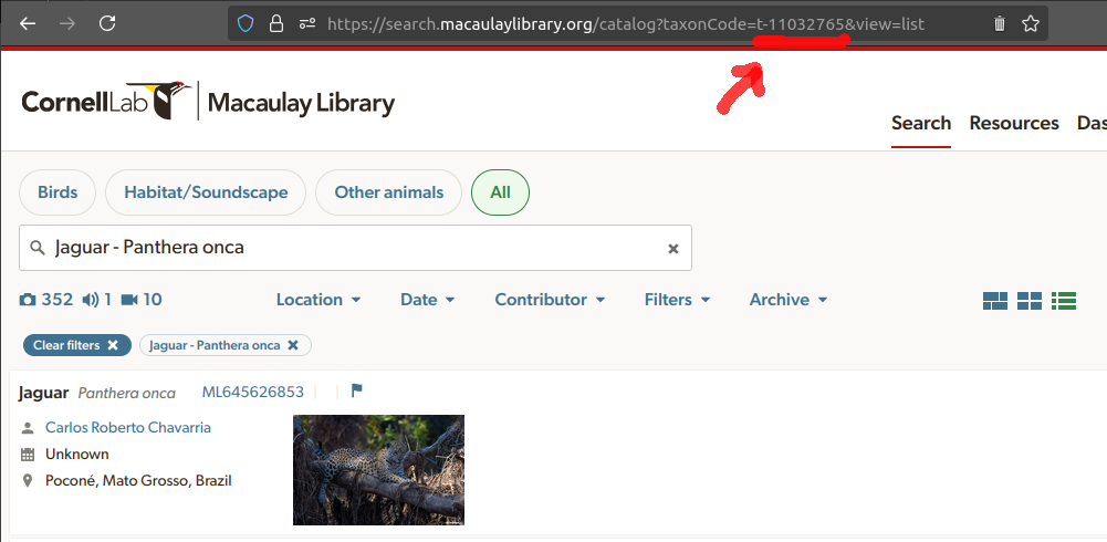 Screen shot of the Macaulay library search site showing the first result of a query for jaguar videos, highlighting the taxon code in the URL adress