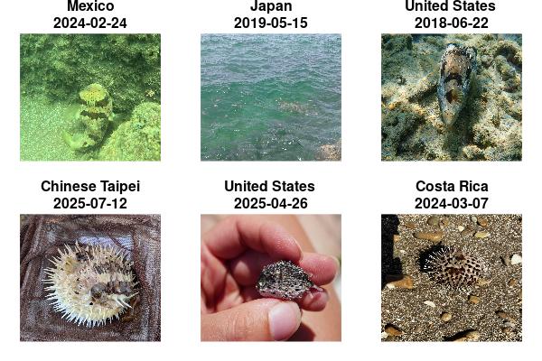 Example images obtain from a query of porcupinefish